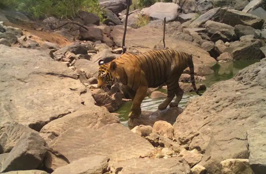 Kailadevi Wildlife Sanctuary, Karauli, Rajasthan - Vushii.com
